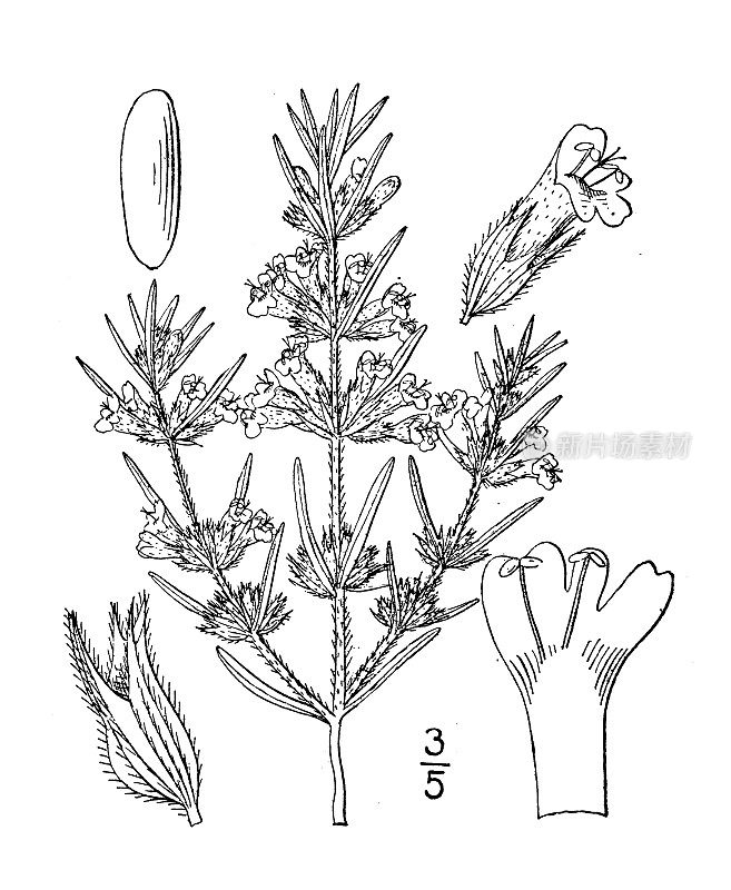 古植物学植物插图:hedeoma hispida, Rough pennyroyal